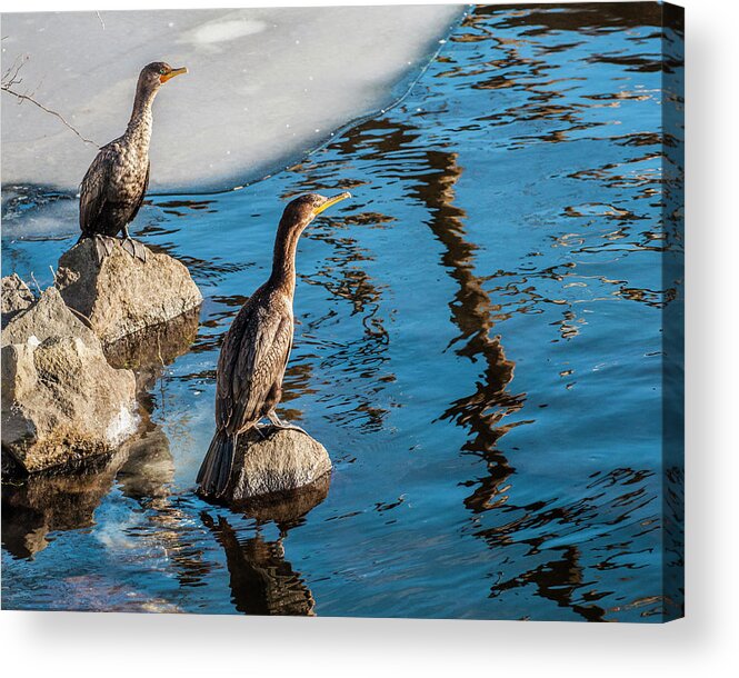 Birds Acrylic Print featuring the photograph Cormorants On The Rocks by Cathy Kovarik