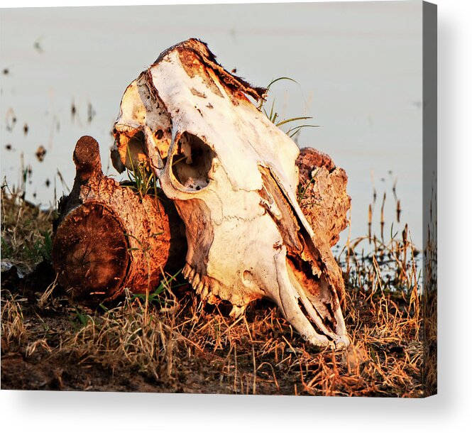 Kansas Acrylic Print featuring the photograph Cow Skull 001 by Rob Graham