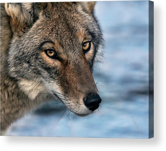 Coyote Acrylic Print featuring the photograph Coyote 2 by Rick Mosher