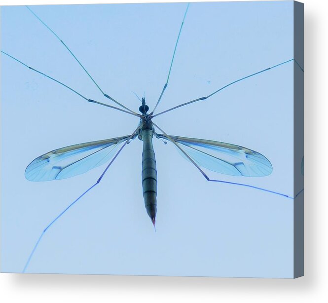 - Crane Fly Acrylic Print featuring the photograph - Crane Fly by THERESA Nye