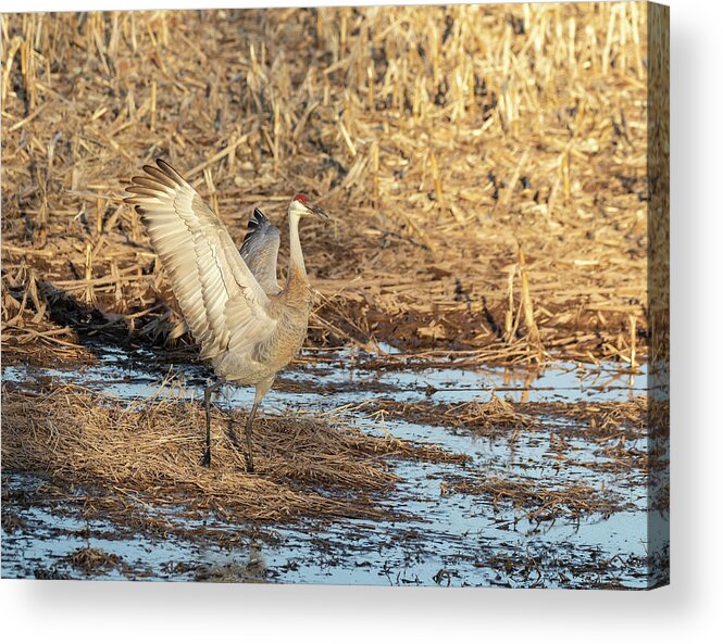 Sandhill Crane Acrylic Print featuring the photograph Dancing Sandhill Crane 2019-2 by Thomas Young