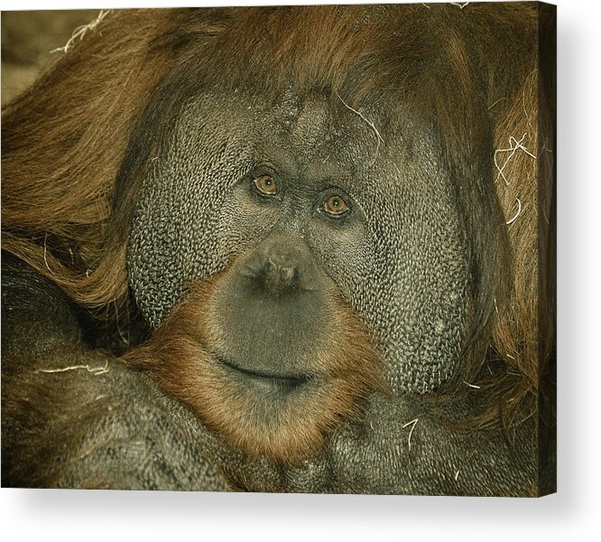 Monkey Acrylic Print featuring the photograph Deal Em by Trish Tritz