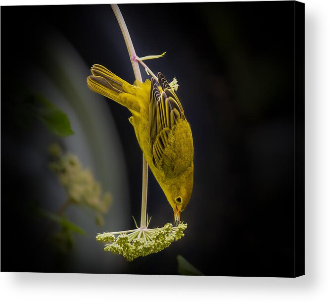 Warbler Acrylic Print featuring the photograph Delicate Balance by Kimberly