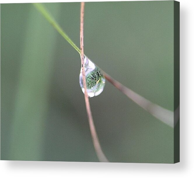 Water Acrylic Print featuring the photograph Dew Drop Reflections by Tina M Daniels  Whiskey Birch Studios