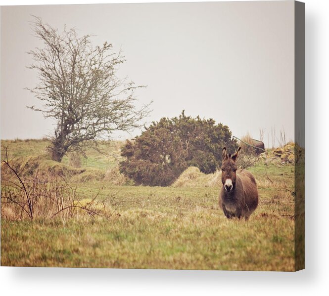 Animal Themes Acrylic Print featuring the photograph Donkey Standing In Field by Kay Maguire