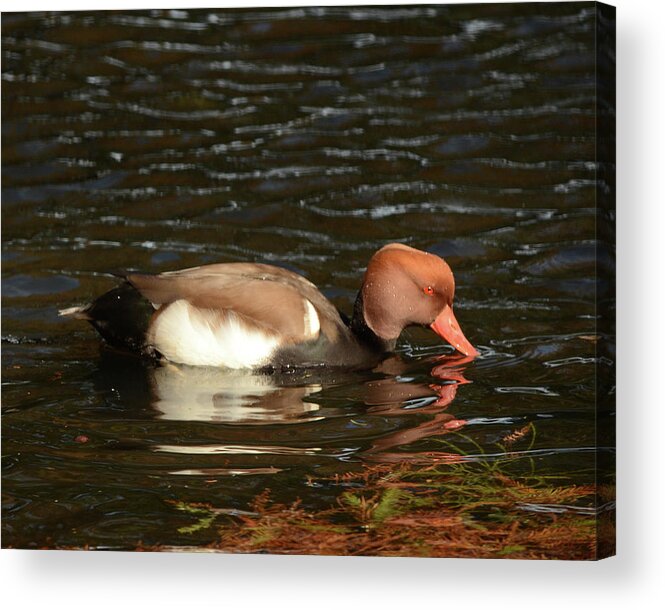 Duck Acrylic Print featuring the photograph Duck on Water by Maggy Marsh