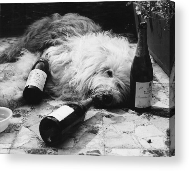 People Acrylic Print featuring the photograph Dulux Dog Drunk by Michael Webb