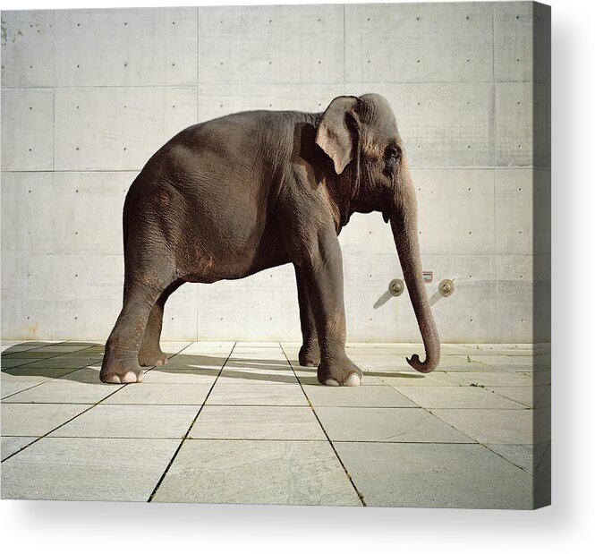 Shadow Acrylic Print featuring the photograph Elephant Standing Infront Of Cement Wall by Matthias Clamer