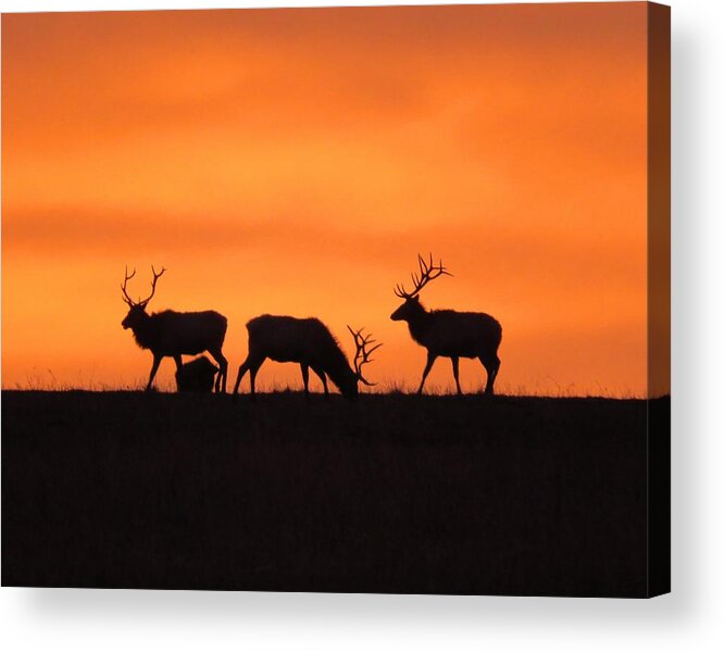 Elk Acrylic Print featuring the photograph Elk in the morning light by Keith Stokes