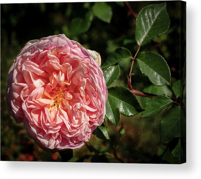 Flower Acrylic Print featuring the photograph Evelyn Rose by Jean Noren
