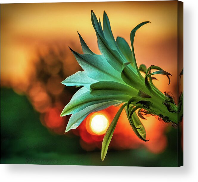 Backlit Acrylic Print featuring the photograph Even those that bloom in darkness can find the light by Robert FERD Frank