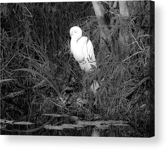 Everglades Bird Acrylic Print featuring the photograph Everglades #5 by Neil Pankler
