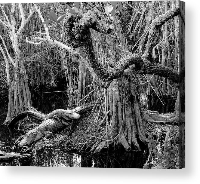 Everglades Alligators Acrylic Print featuring the photograph Everglades #6 by Neil Pankler