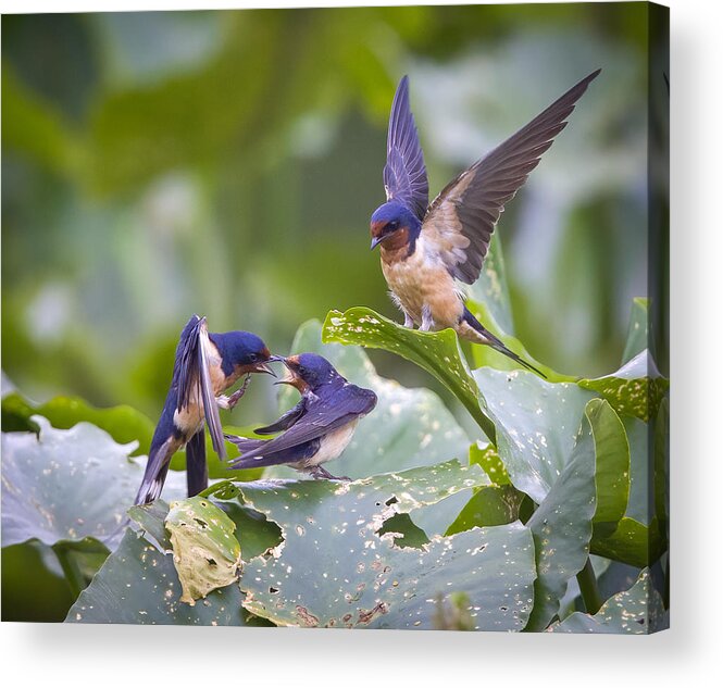 Barn Swallow Acrylic Print featuring the photograph Family Matter by Eugene Zhu