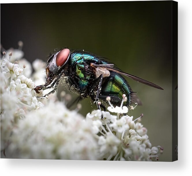 Insect Acrylic Print featuring the photograph Feasting On Flowers by Ulrike Leinemann