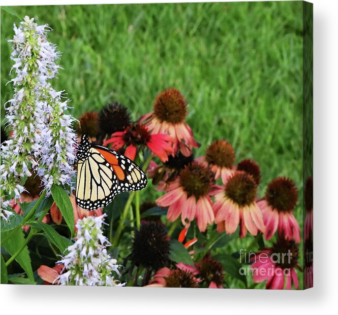 Tawny Orange Acrylic Print featuring the photograph Feeding Female Monarch Butterfly by Allan Levin