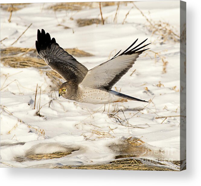 Bird Acrylic Print featuring the photograph Female Harrier in Flight by Dennis Hammer