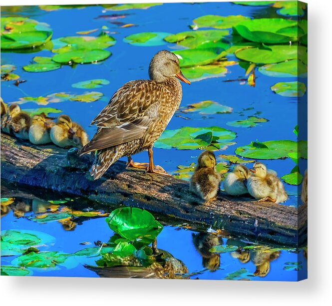 Duckling Acrylic Print featuring the photograph Female Mallard Duck And Baby Ducks by William Perry