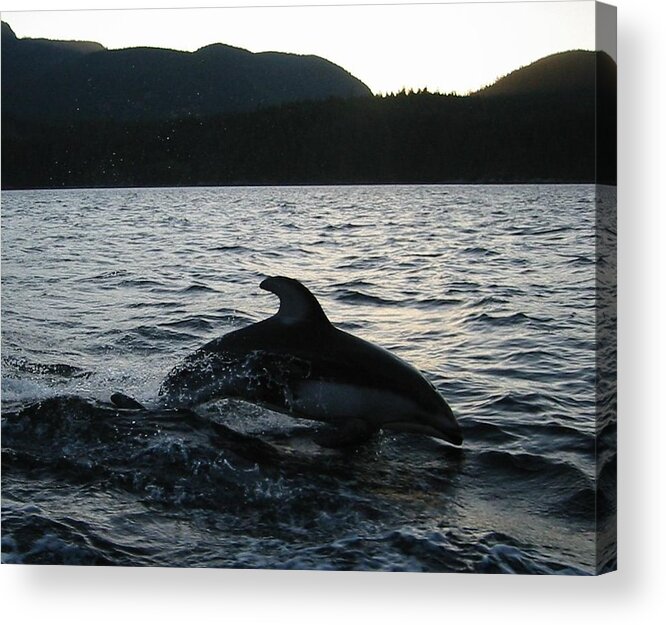 Dolphin Acrylic Print featuring the photograph First Light by Fred Bailey