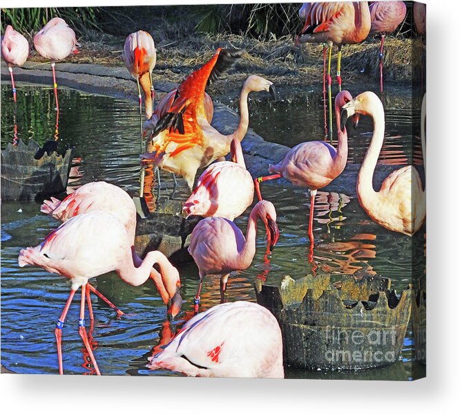Flamingos Acrylic Print featuring the photograph Flamingo 11  The Pat by Lizi Beard-Ward