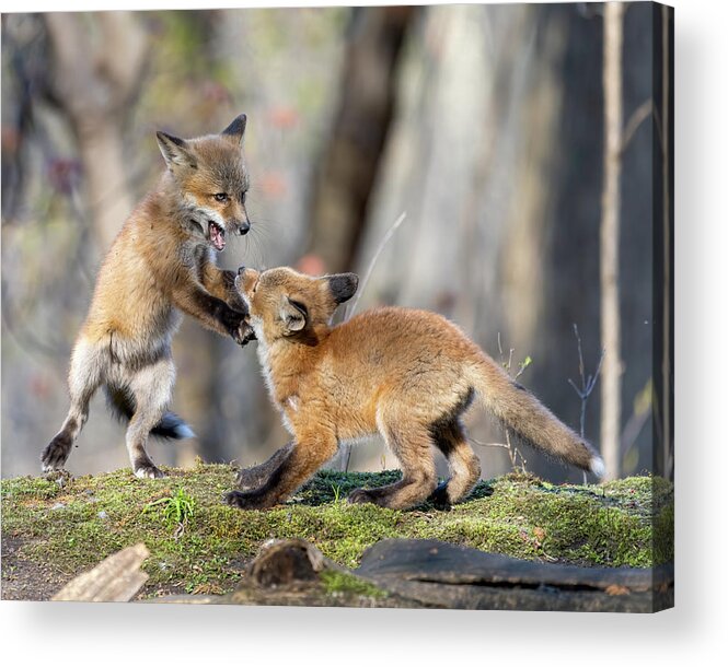 Fox Acrylic Print featuring the photograph Fox Battle by James Overesch