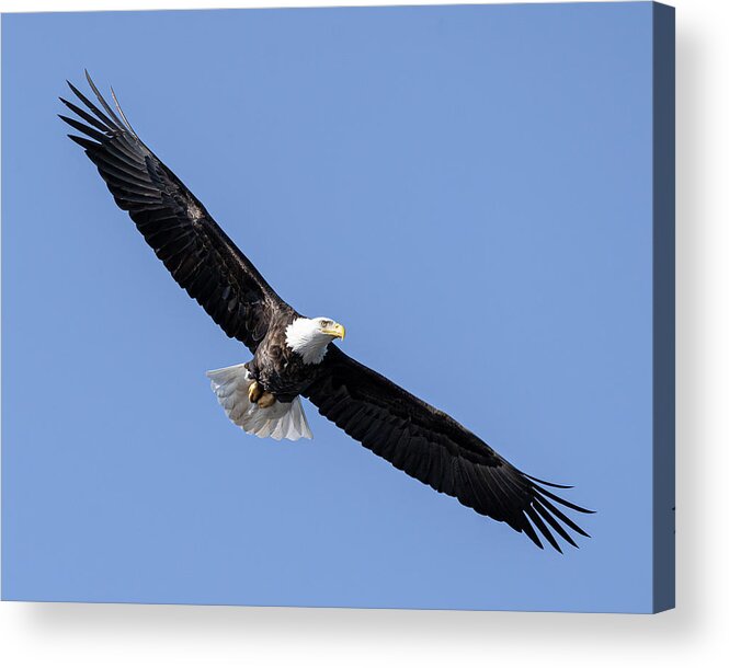 Bald Eagle Acrylic Print featuring the photograph Freedom by James Overesch