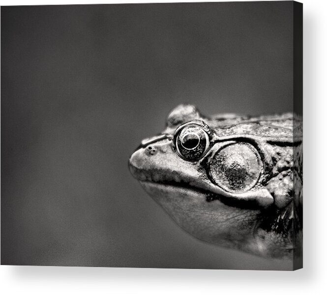 Alertness Acrylic Print featuring the photograph Frog Portrait by Cappi Thompson