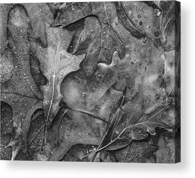 Disk1215 Acrylic Print featuring the photograph Frozen Leaves Of Winter by Tim Fitzharris