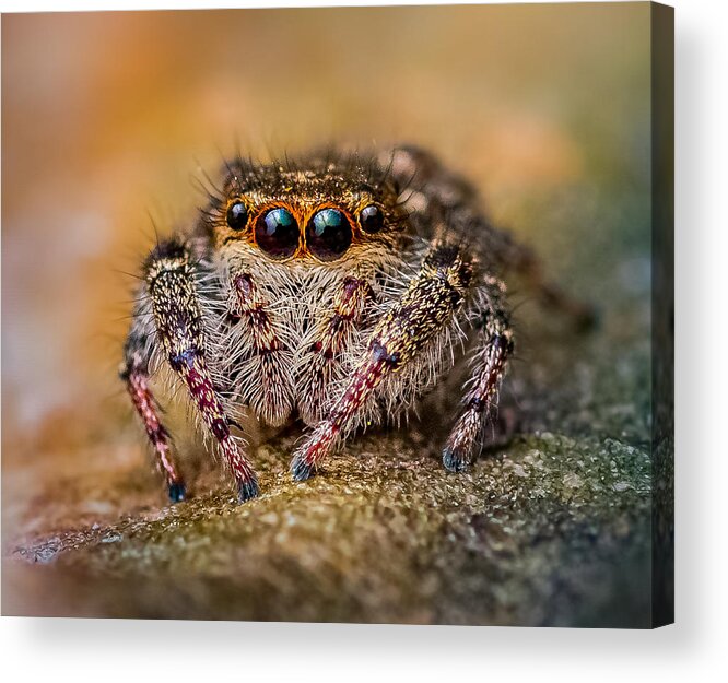 Insect Acrylic Print featuring the photograph Garfield by Atul Saluja