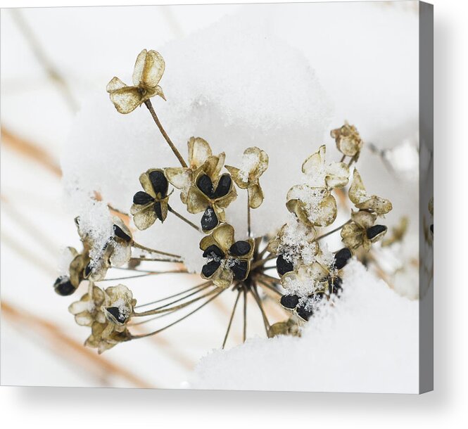 Garlic Chives Acrylic Print featuring the photograph Garlic Chives in Snow by Tana Reiff