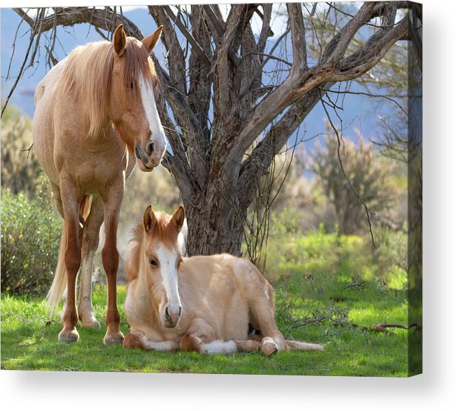 Wild Horses Acrylic Print featuring the photograph Good mama by Mary Hone