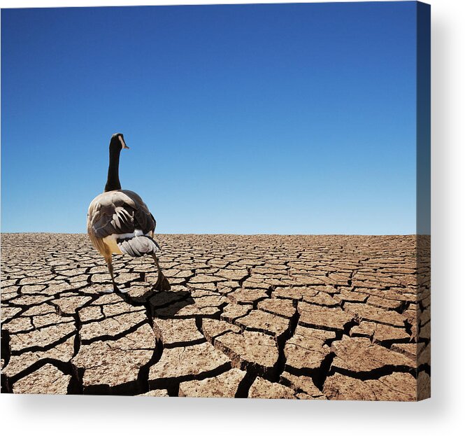 Animal Themes Acrylic Print featuring the photograph Goose Walking On Dry Lake Bed by John Lund