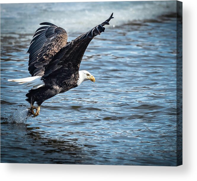 Eagle Acrylic Print featuring the photograph Got It by Laura Hedien