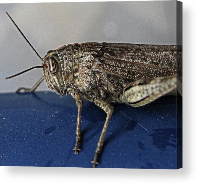Grasshopper Acrylic Print featuring the photograph Grasshopper macro by Martin Smith