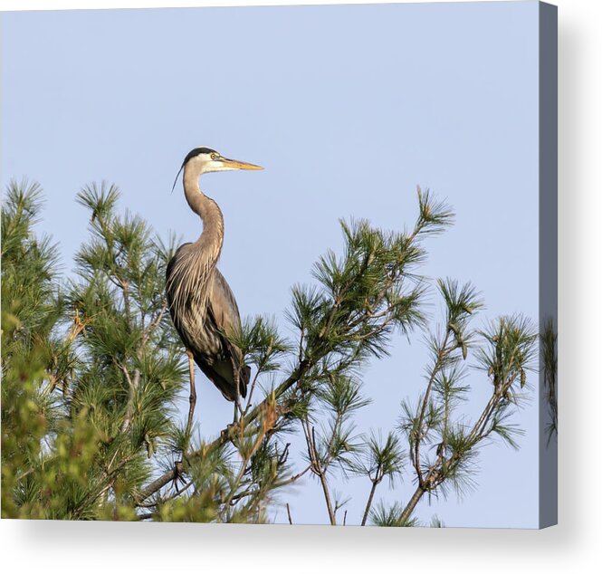 Great Blue Heron Acrylic Print featuring the photograph Great Blue Heron 2019-13 by Thomas Young