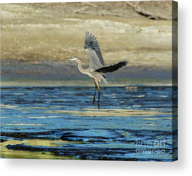 Great Blue Heron Acrylic Print featuring the photograph Great Blue Heron Landing on Rosemary Lake at Sunset by Ilene Hoffman