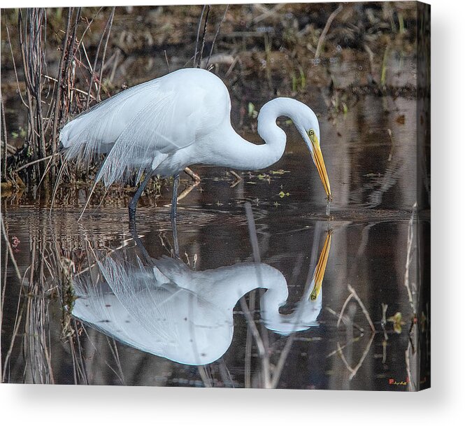 Nature Acrylic Print featuring the photograph Great Egret in Breeding Plumage DMSB0154 by Gerry Gantt