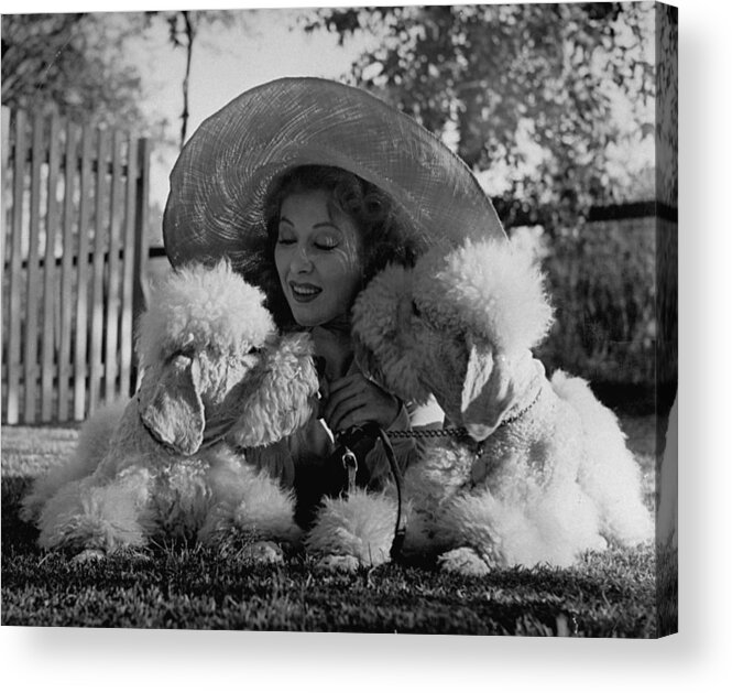 Color Image Acrylic Print featuring the photograph Greer Garson and Poodles by Peter Stackpole