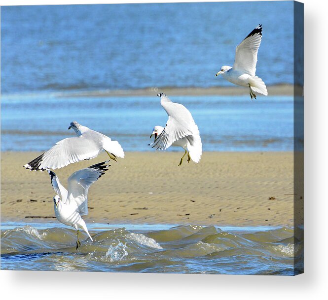 Seagull. Low Tide Acrylic Print featuring the photograph Gull Frenzy by Jerry Griffin