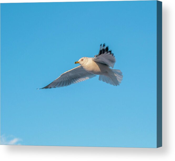Shore Bird Acrylic Print featuring the photograph Gull In Flight 1 by Cathy Kovarik