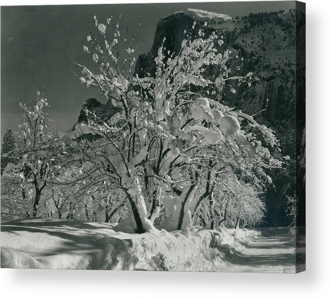 Social Issues Acrylic Print featuring the photograph Half Dome, Apple Orchard, Yosemite by Archive Photos