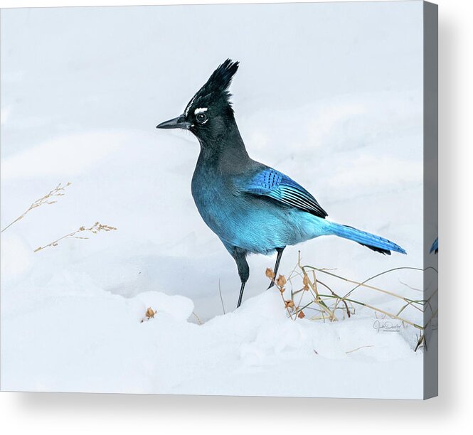 Steller's Acrylic Print featuring the photograph Handsome Steller's Jay in Snow by Judi Dressler
