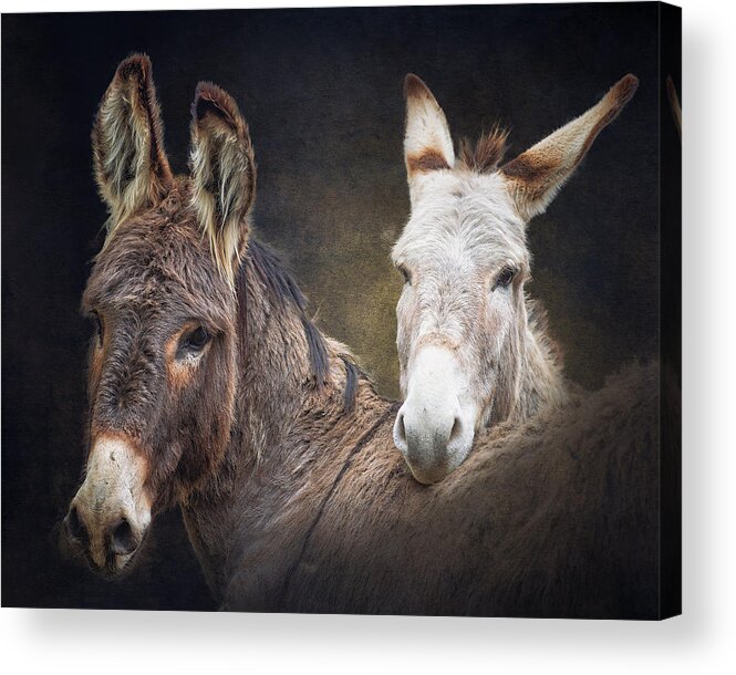 Burro Acrylic Print featuring the photograph Heckle and Jeckle by Ron McGinnis