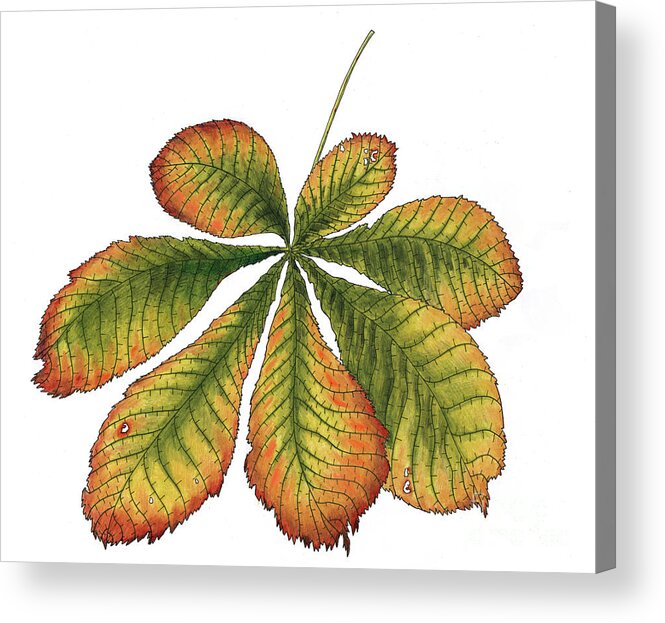 Horse Chestnut Leaf Acrylic Print featuring the painting Horse Chestnut leaf by Faisal Khouja
