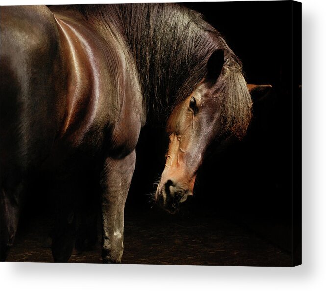 Horse Acrylic Print featuring the photograph Horse Looking Over Shoulder by Anne Louise Macdonald Of Hug A Horse Farm