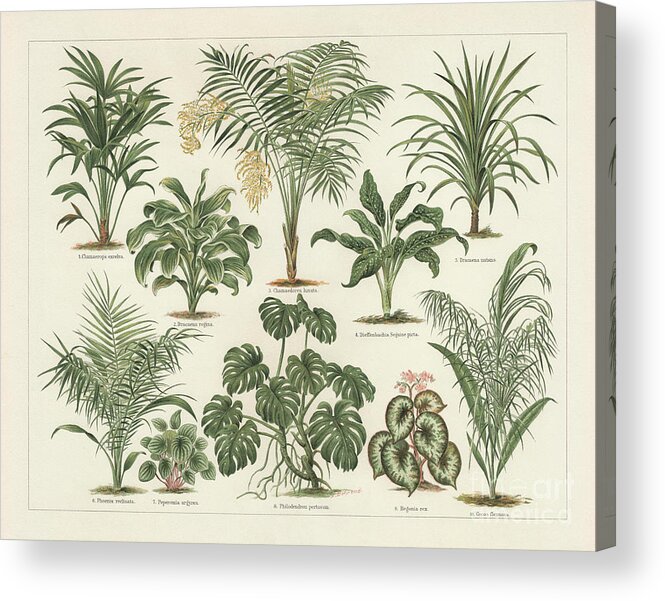 Engraving Acrylic Print featuring the digital art Houseplants, Lithograph, Published by Zu 09