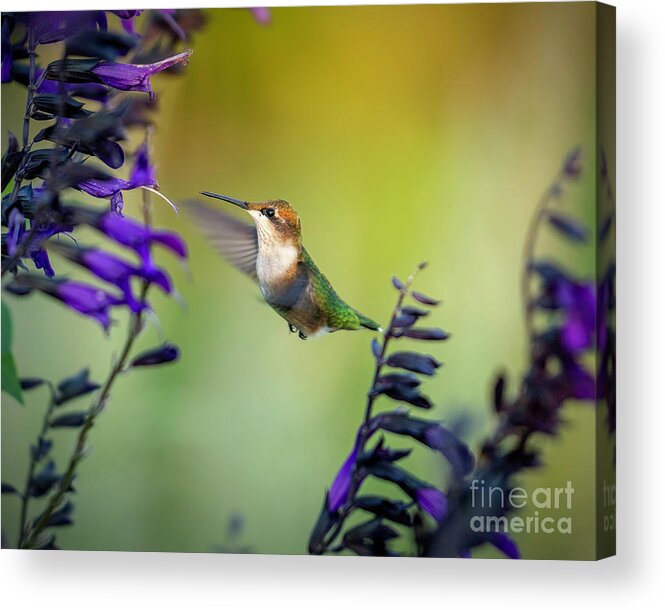 Hummingbird Acrylic Print featuring the photograph Hummingbird with Purple 2 by Bill Frische