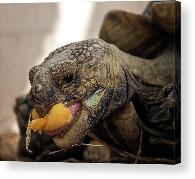 Tortoise Acrylic Print featuring the photograph Hungry Tortoise by Travis Rogers