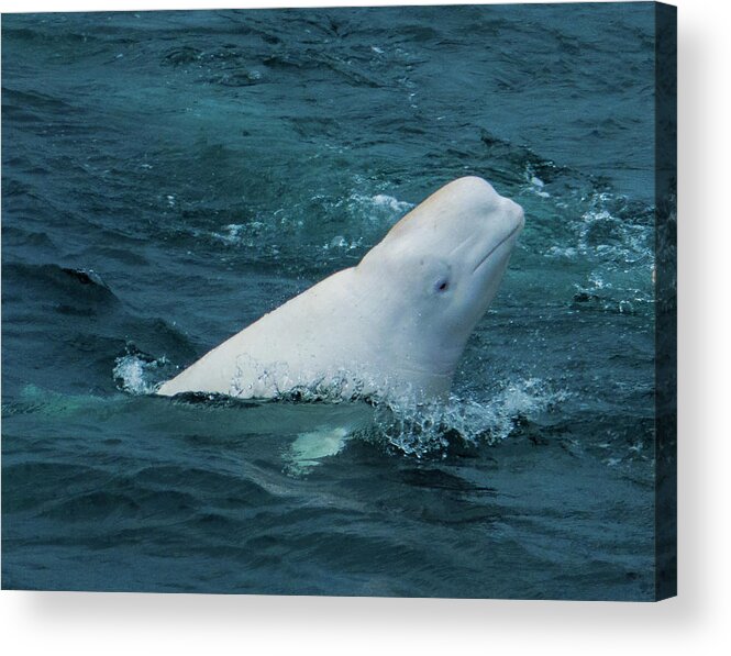 Hammerfest Acrylic Print featuring the photograph Hvaldimir the Russian Spy Whale by Debra and Dave Vanderlaan