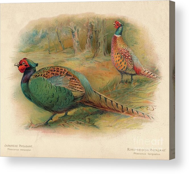 Social Issues Acrylic Print featuring the drawing Japanese Pheasant Phasaianus by Print Collector